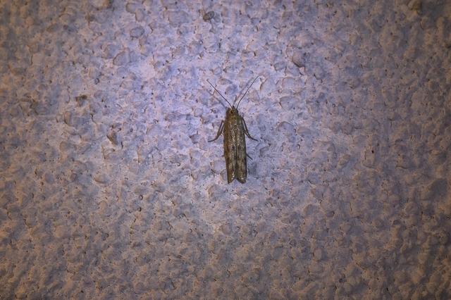Homoeosoma sinuella - agyagsárga karcsúmoly