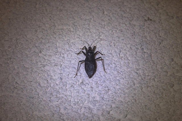 Reduvius personatus - szemetes zugpoloska