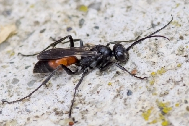 Sphecidae - kaparódarazsak