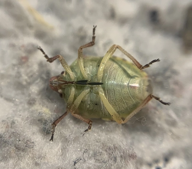 Antheminia Antheminia