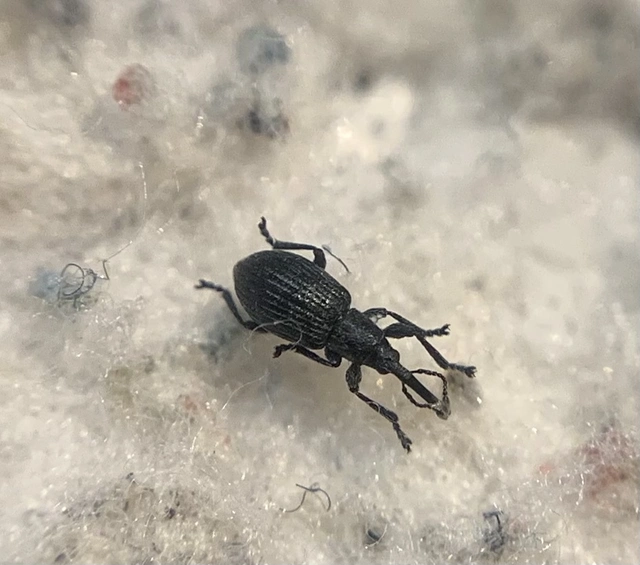 Diplapion detritum - kamilla-cickányormányos