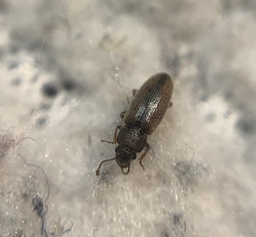 Leucohimatium langii - sárgás karcsútarbogár