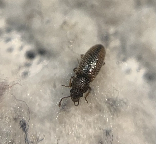Leucohimatium langii - sárgás karcsútarbogár