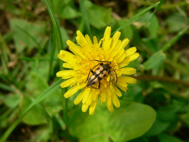 Pachytodes erraticus - rajzos virágcincér