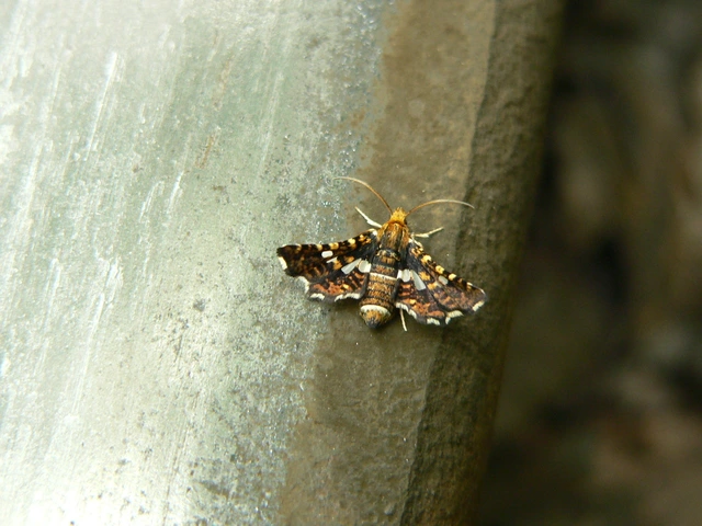 Thyris fenestrella - gyakori ablakosmoly