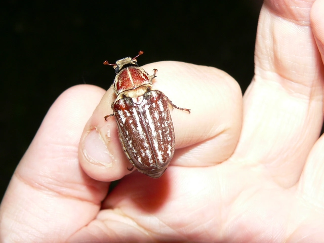Anoxia orientalis - keleti cserebogár