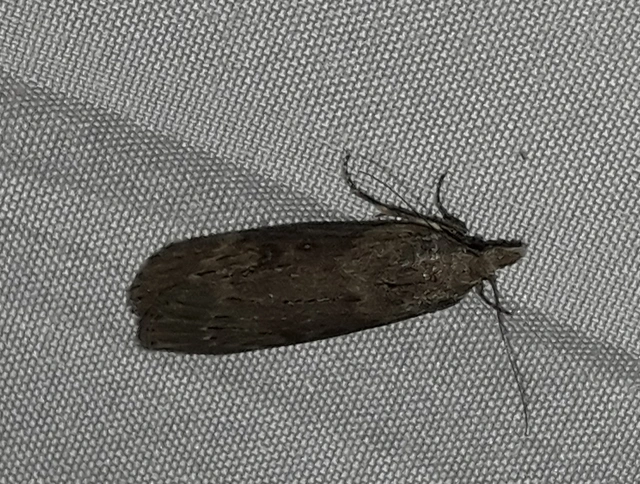 Lamoria