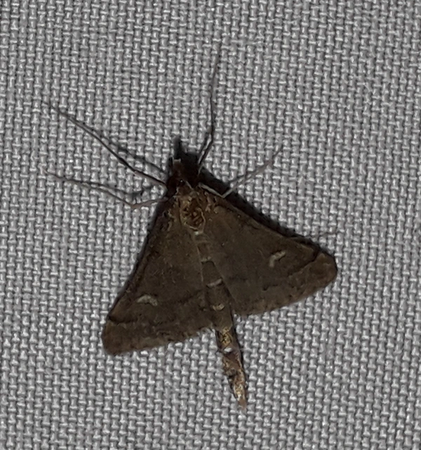 Dolicharthria punctalis - hosszúlábú tűzmoly