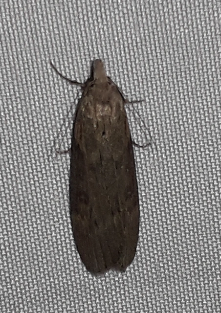 Lamoria