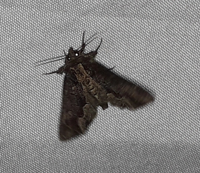 Dypterygia scabriuscula - szurokbarna nyáribagoly