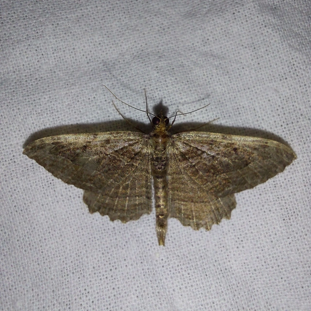 Philereme transversata - varjútövis-araszoló