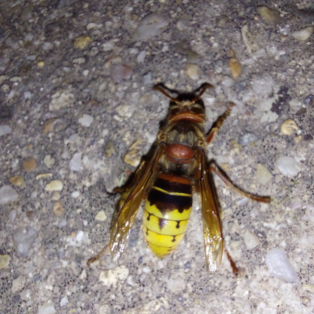 Vespa crabro - lódarázs