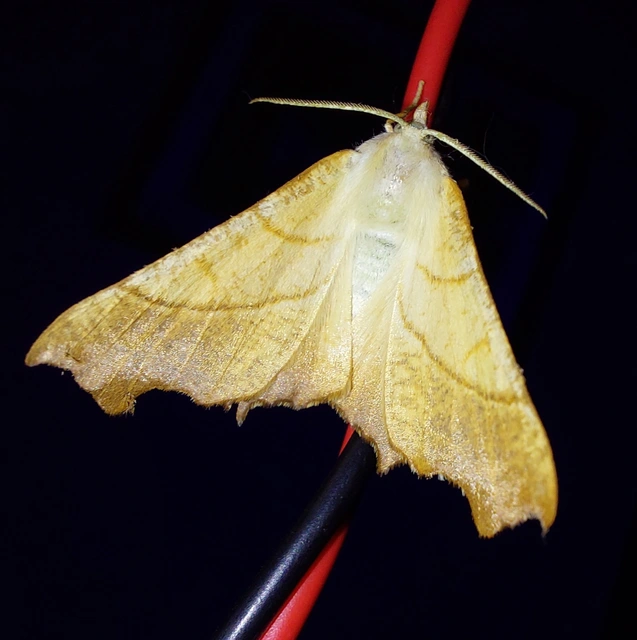 Ennomos fuscantaria - kőris-levélaraszoló