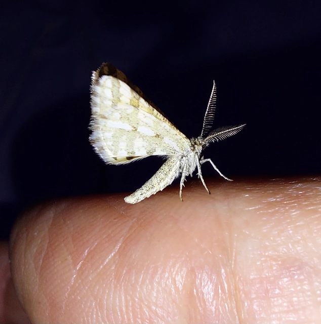 Narraga fasciolaria/tessularia