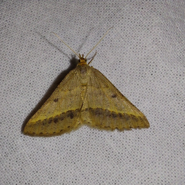 Tephrina arenacearia - lucerna-araszoló