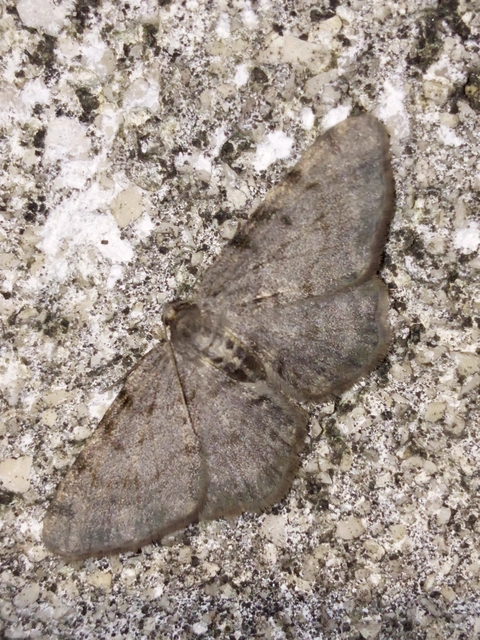 Aethalura punctulata - szürke égeraraszoló