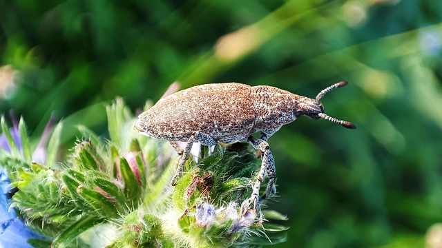Rhabdorrhynchus echii - kígyósziszbarkó