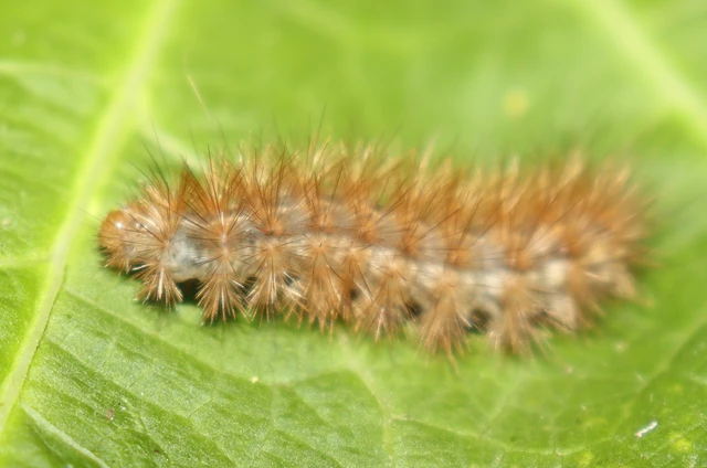 Diaphora mendica - felemás medvelepke