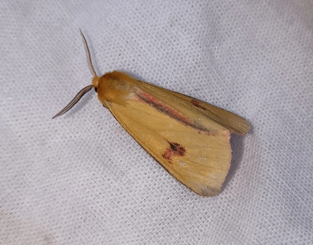 Diacrisia sannio - vörösszélű medvelepke