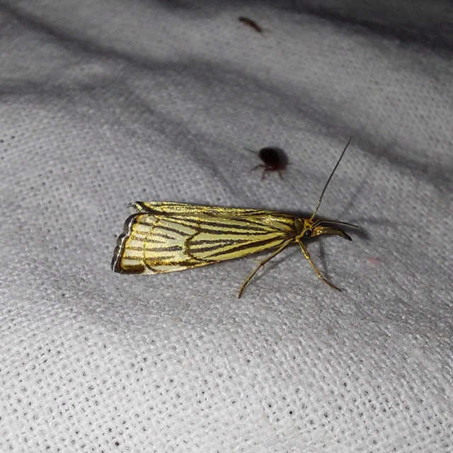 Chrysocramboides craterella - rácsos fűgyökérmoly