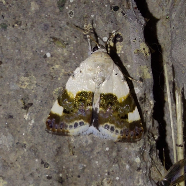 Acontia lucida - fehér nappalibagoly