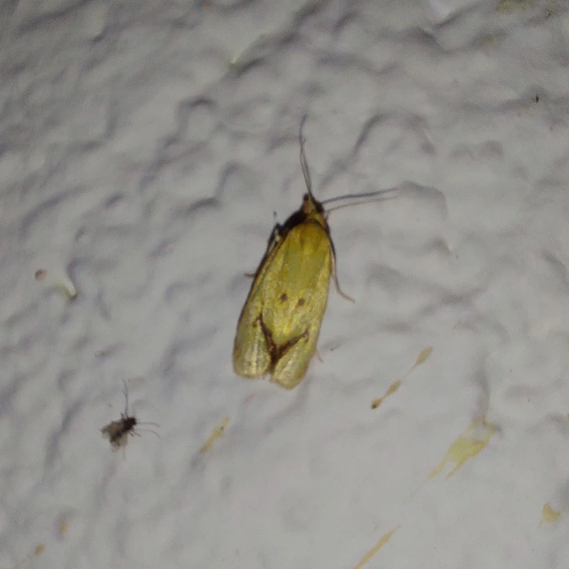 Agapeta hamana - közönséges sárgamoly
