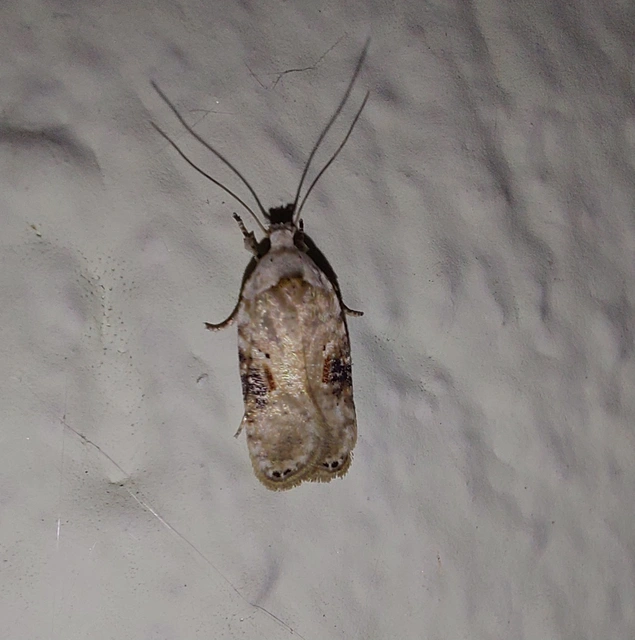 Agonopterix alstromeriana - bürök-laposmoly