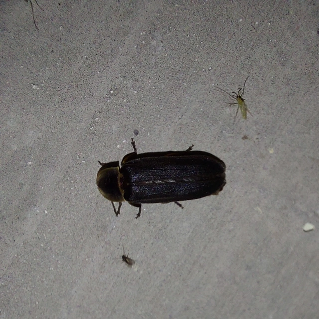 Lampyris noctiluca - nagy szentjánosbogár