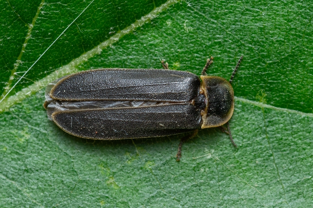 Lampyris noctiluca - nagy szentjánosbogár