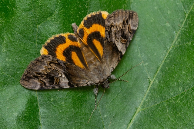 Catocala fulminea - galagonya-övesbagoly