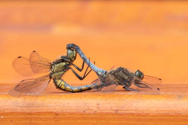 Orthetrum cancellatum - feketefarkú pásztorszitakötő