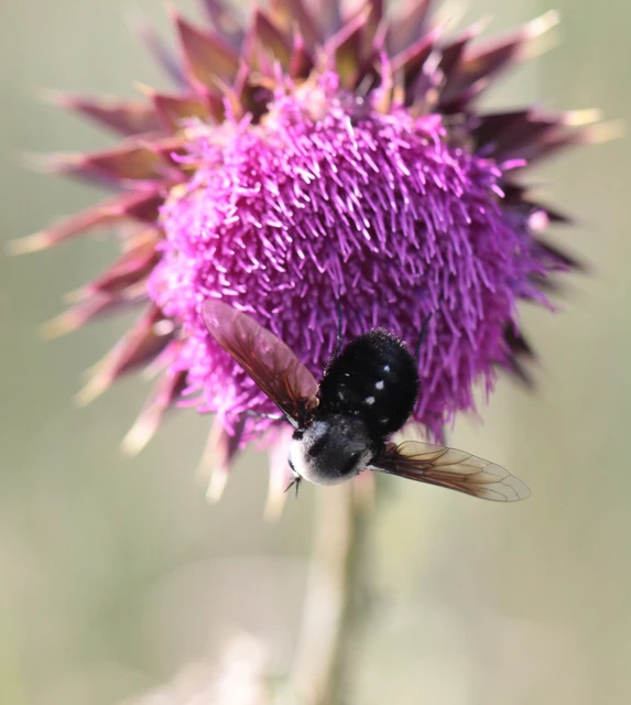 Bombomyia stictica
