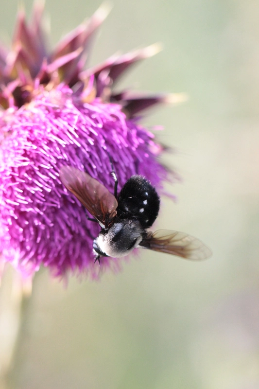 Bombomyia stictica
