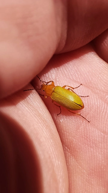 Cteniopus sulphureus - közönséges kénbogár