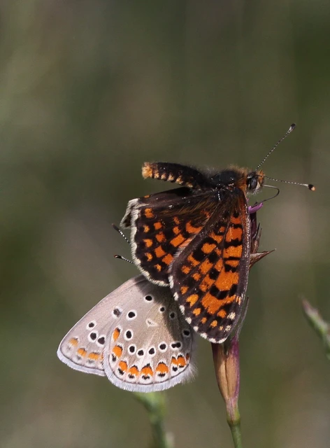 Melitaea trivia - kis tarkalepke