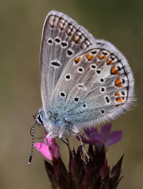 Polyommatus thersites - ibolyaszín boglárka