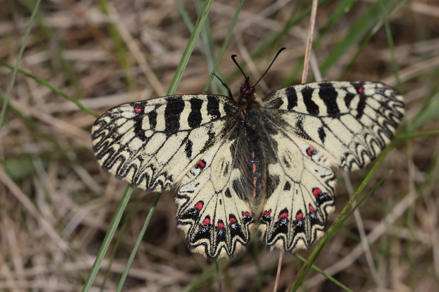 Zerynthia polyxena - farkasalmalepke