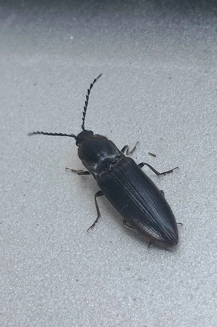 Elateridae - pattanóbogárfélék