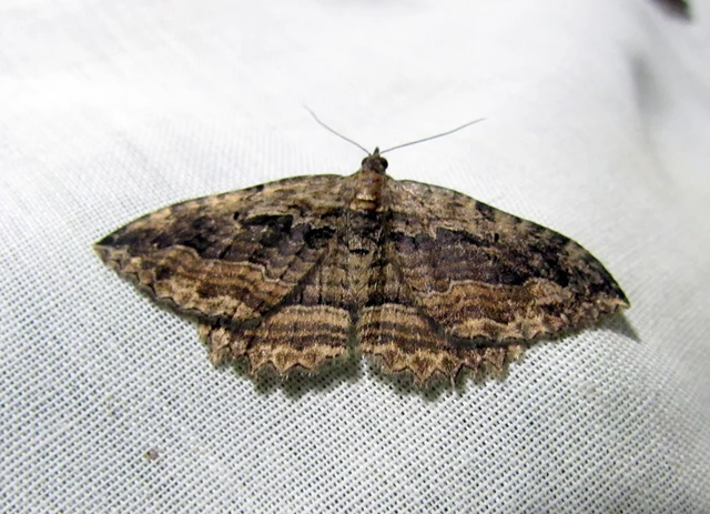 Philereme transversata - varjútövis-araszoló