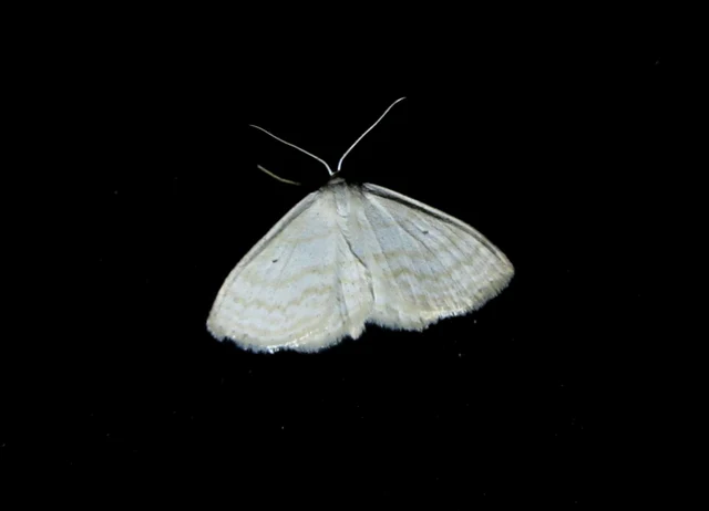 Scopula immutata - réti fehéraraszoló