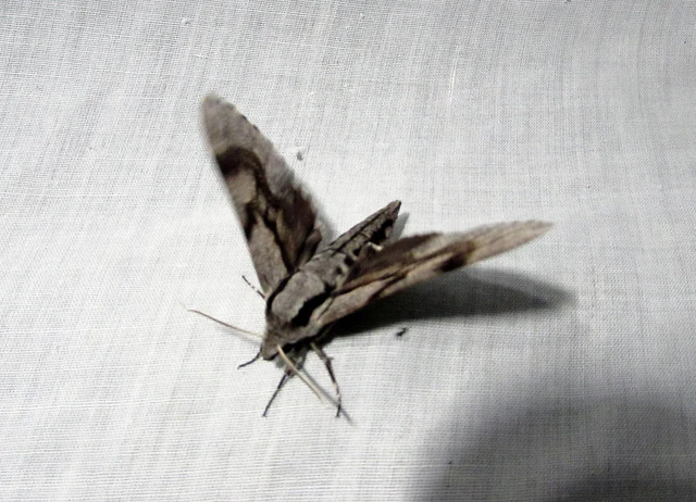 Hyloicus pinastri - fenyőszender