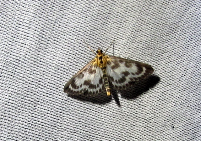 Anania hortulata - tarka csalánmoly