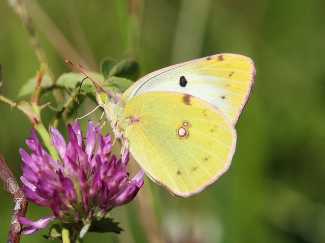 Colias alfacariensis - déli kéneslepke