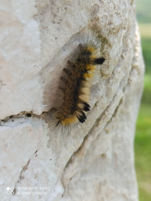 Gynaephora fascelina - vesszős szövő