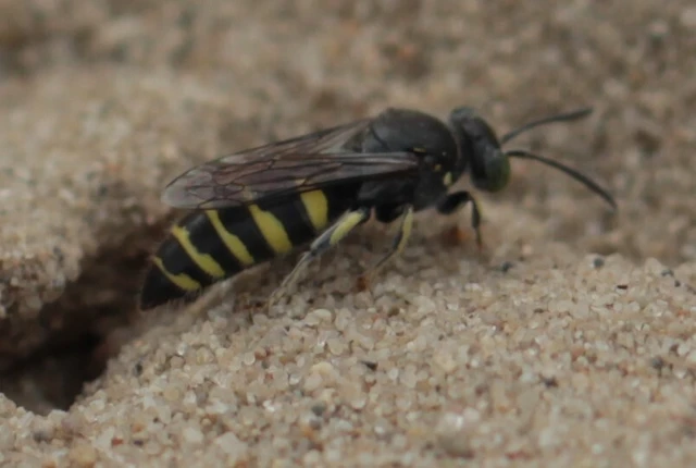 Bembecinus hungaricus