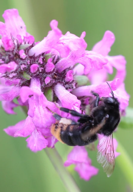 Bombus confusus - bársonyos poszméh