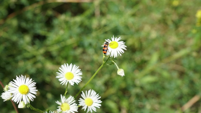 Trichodes apiarius - szalagos méhészbogár