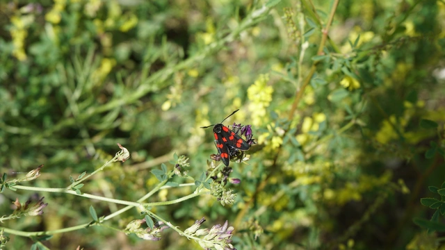 Zygaena filipendulae - acélszínű csüngőlepke
