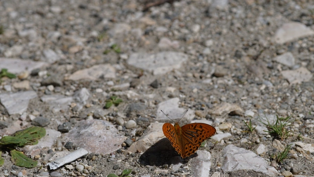 Argynnis paphia - nagy gyöngyházlepke