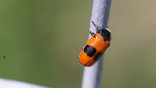 Clytra laeviuscula - fűzfa-zsákhordóbogár